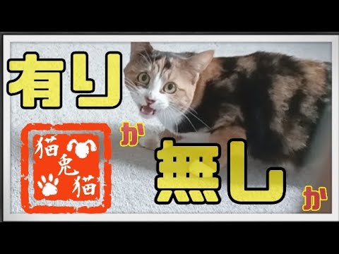 【保護猫の三毛猫みーちゃん】と【TNRシャムミックスちゃん】#にゃんとにゃん #保護活動 #骨盤骨折 #ねこ #里親