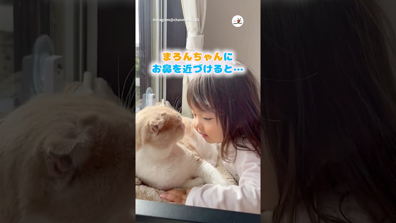 お鼻を…😋💕｜PECO #スコティッシュフォールド #猫 #愛猫家 #猫のいる暮らし #scottishfold #cat #catlover #catlife