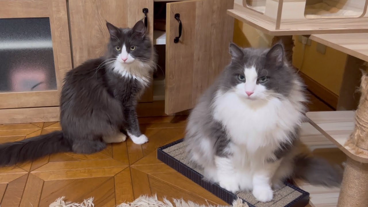 【検証‼︎】普段開いていない棚の扉が開いていたら、頭を突っ込んじゃう説〜！！！！ノルウェージャンフォレストキャットとターキッシュアンゴラ