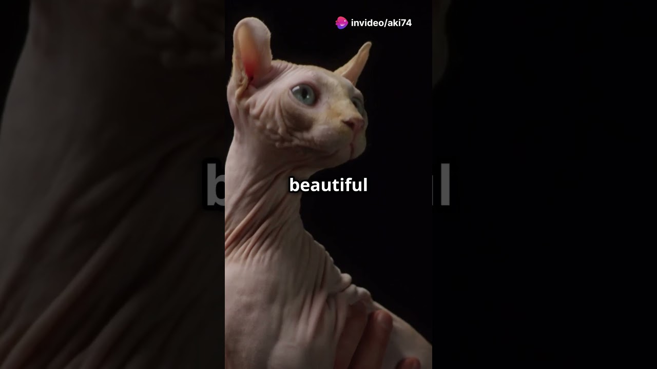 Why don't you know that? #SphynxCat #CatCare #PetTips #FelineFriends #CatLovers #SphynxLove
