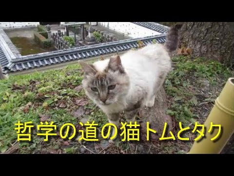 哲学の道の猫トムとタク2025年1月17日　　＃哲学の道の猫＃哲学の道＃ペット＃観光＃京都＃KYOTO