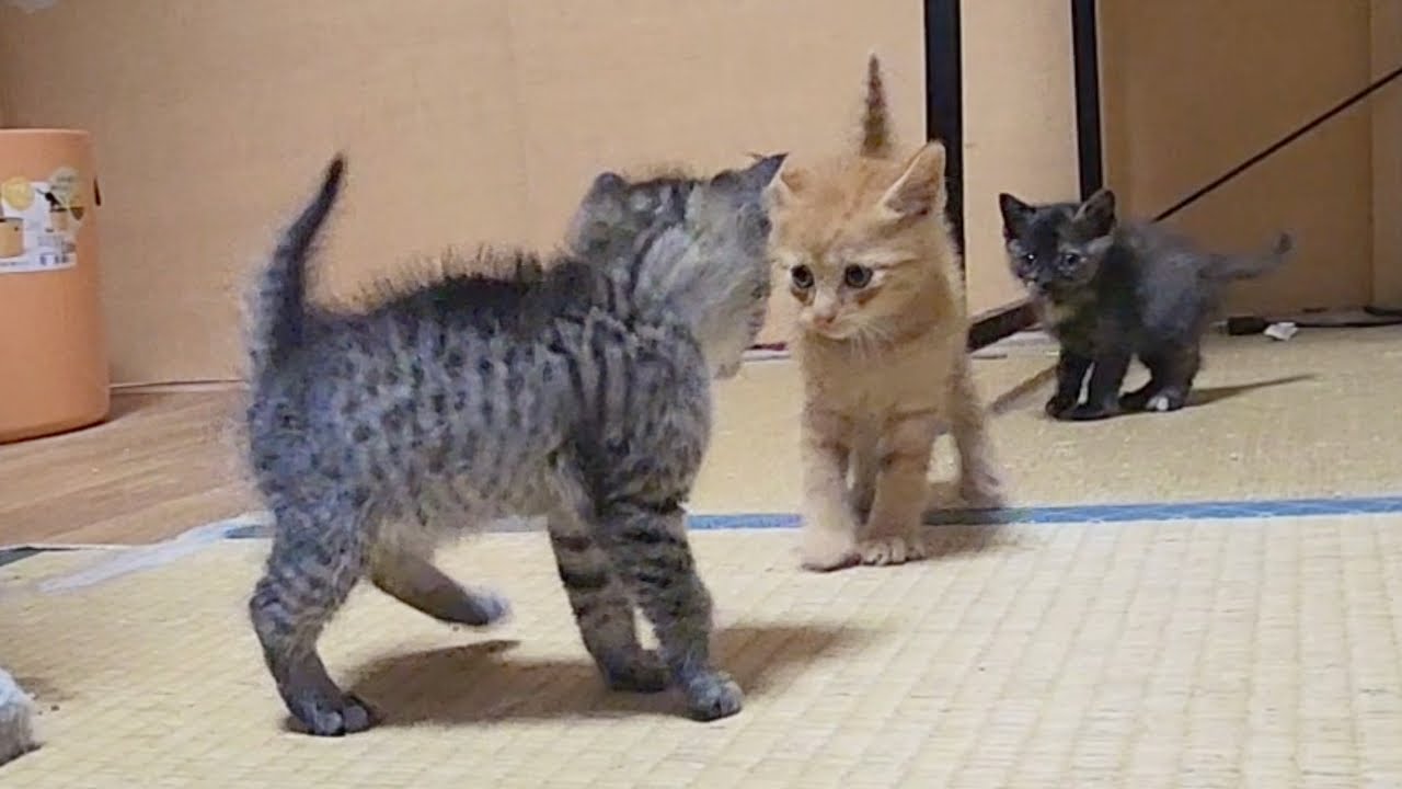 子猫のヤンのかステップ