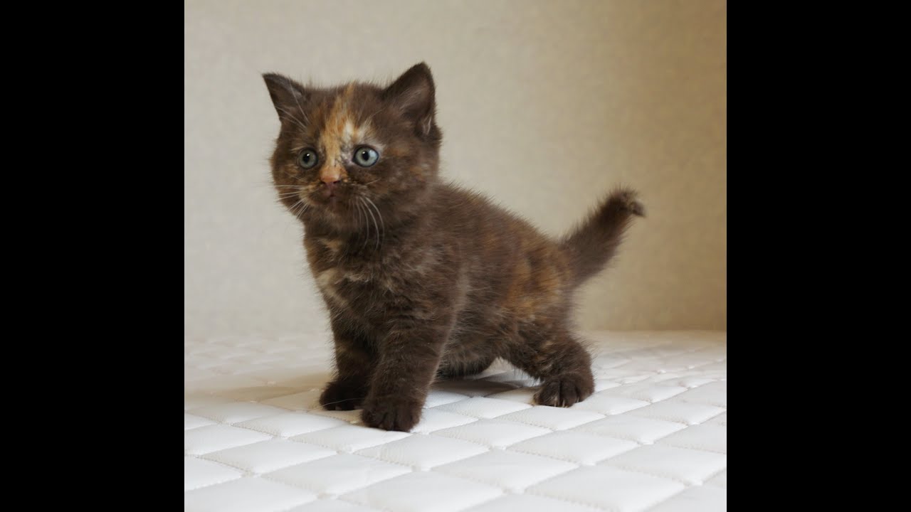 セルカークレックス子猫　Selkirk Rex　2024.12.6産まれ　チョコトーティー　ストレート　女の子　シーダキャット猫のお店