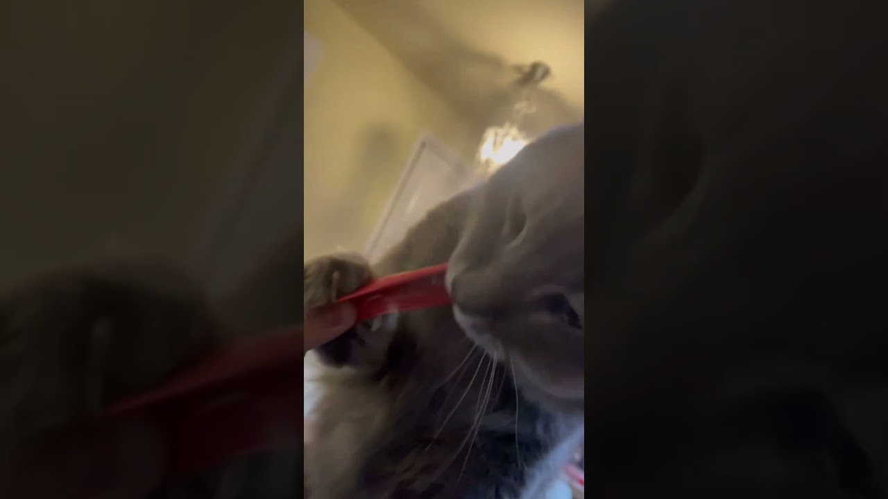 猫動画 #shorts ちゅーるだ