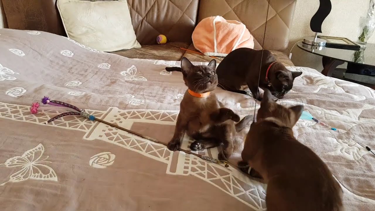 Cute European Burmese Kittens Playing