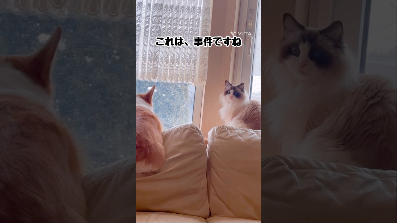 【事件発生】#猫 #猫のいる暮らし #ラグドール #犬 #犬のいる暮らし #コーギー #shorts