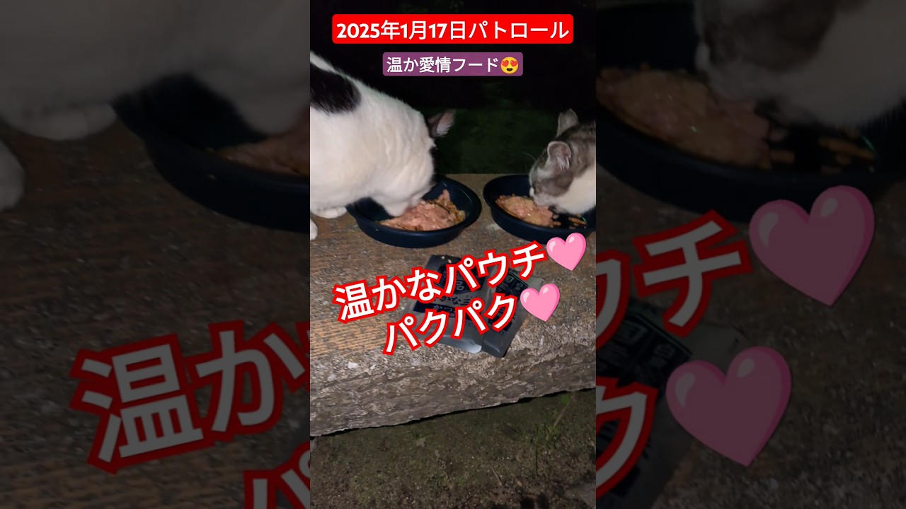 【2025年1月17日パトロール】温かな愛情フード🙏🩷