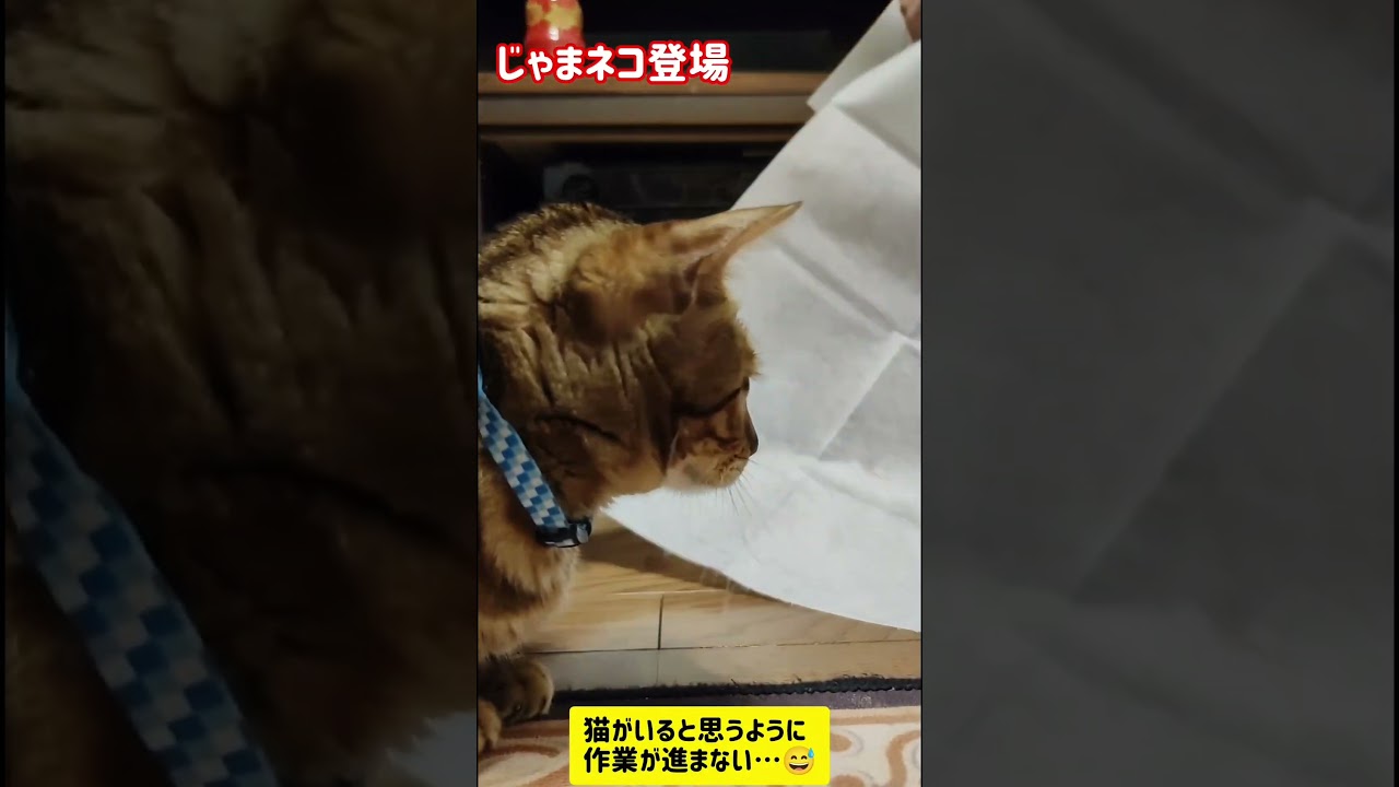 # shorts#cat #ねこのいる暮らし #ねこ #ねこのいる暮らし #ベンガル猫 #邪魔ねこ