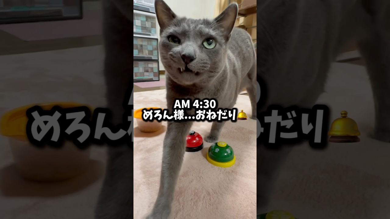 【ロシアンブルー】めろん早朝から元気におねだり😊【猫】#shorts