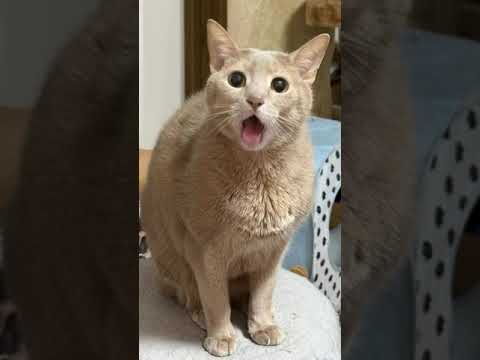 #드림페이스 #아비시니안 #도라에몽