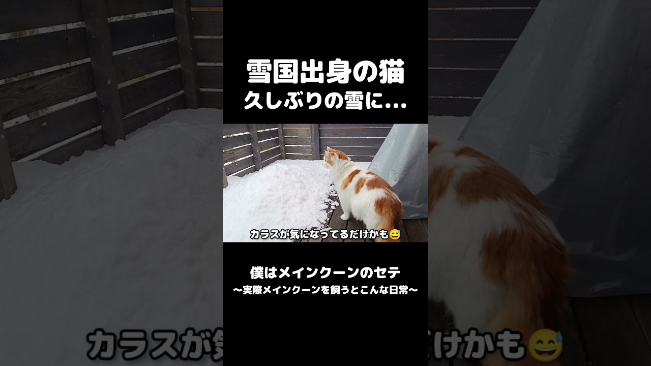 大雪とメインクーン #メインクーン #猫のいる暮らし #mainecoon #cat