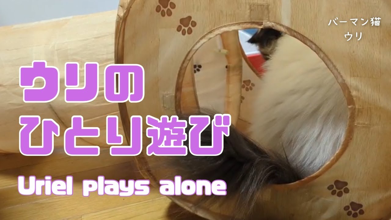 バーマン猫ウリ【ウリのひとり遊び】Uriel plays alone（バーマン猫）Birman/Cat