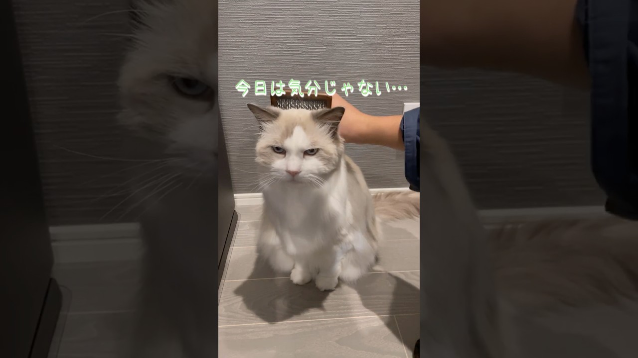 背中で語る  #cat #猫 #猫のいる暮らし #ラグドール #黒猫