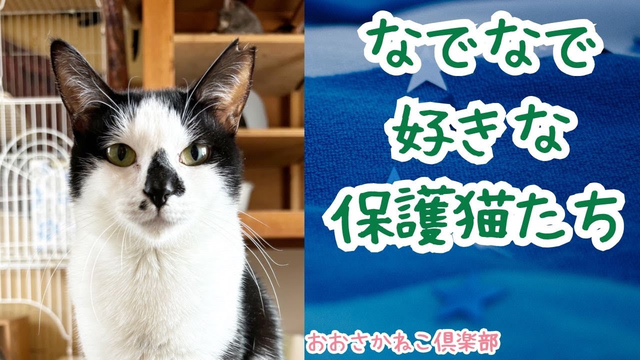 なでなで好きな保護猫たち20250117