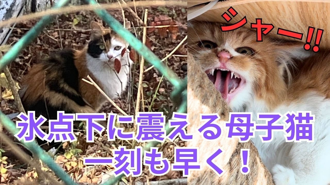【117】極寒の野良猫母子、一刻を争う保護作戦❗️母猫の野良教育を守る子猫達が1週間で🩷