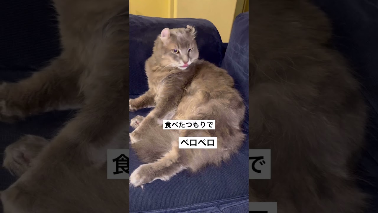アメリカンカール #かわいい猫    エアーご飯