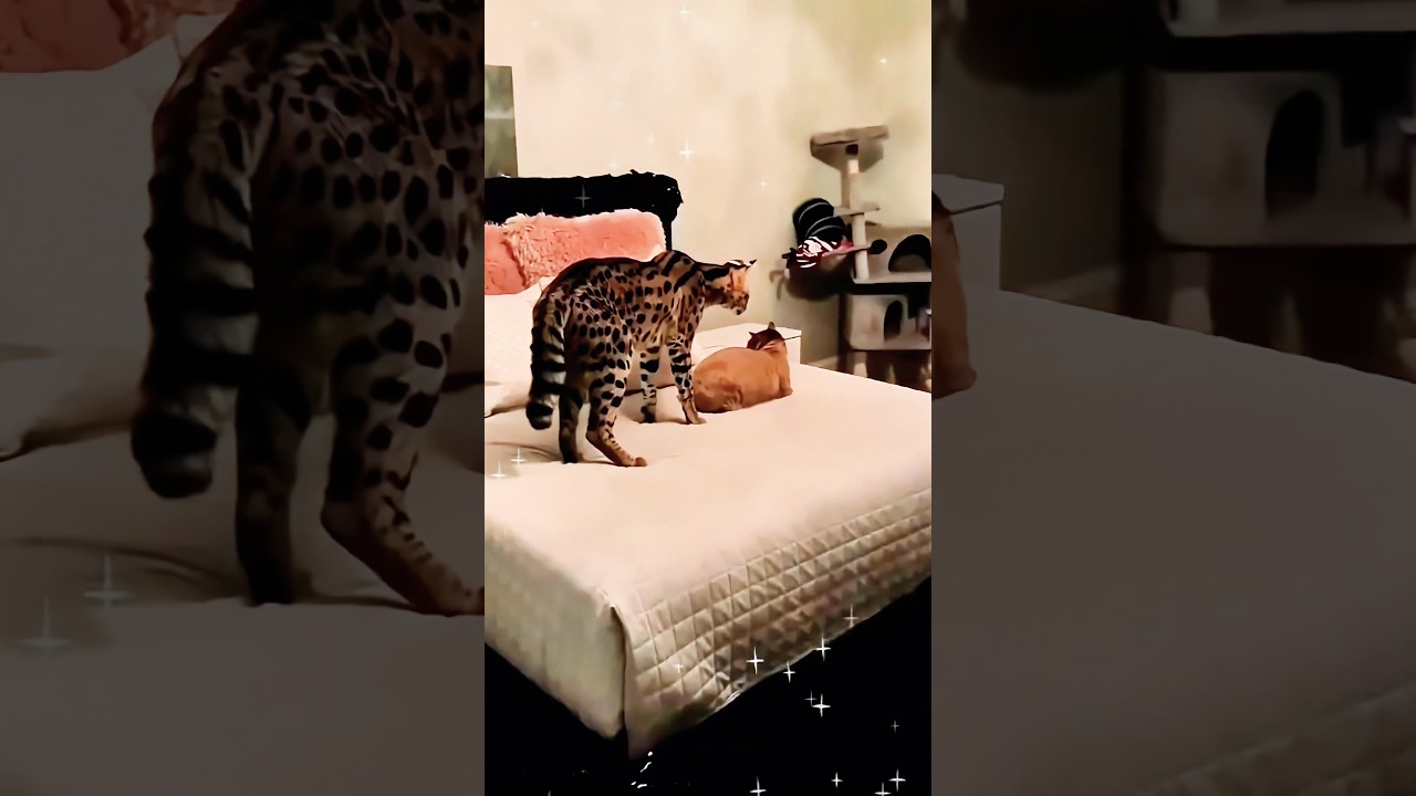 Abandoned Kitten Becomes the Heart of the Family ❤️ | A Rescue Story! #shorts #rescue #animalsrescue