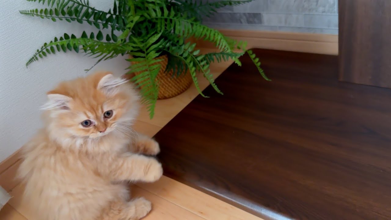 エキゾチックロングヘアーの猫に初めてイタズラされた、、、