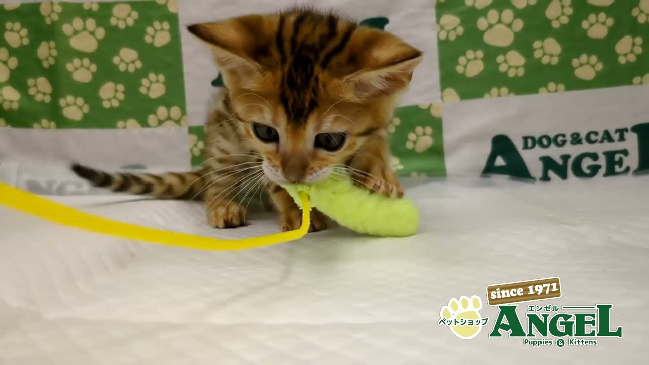 ベンガル 2501099 【ペットショップエンゼル　子犬・子猫販売】
