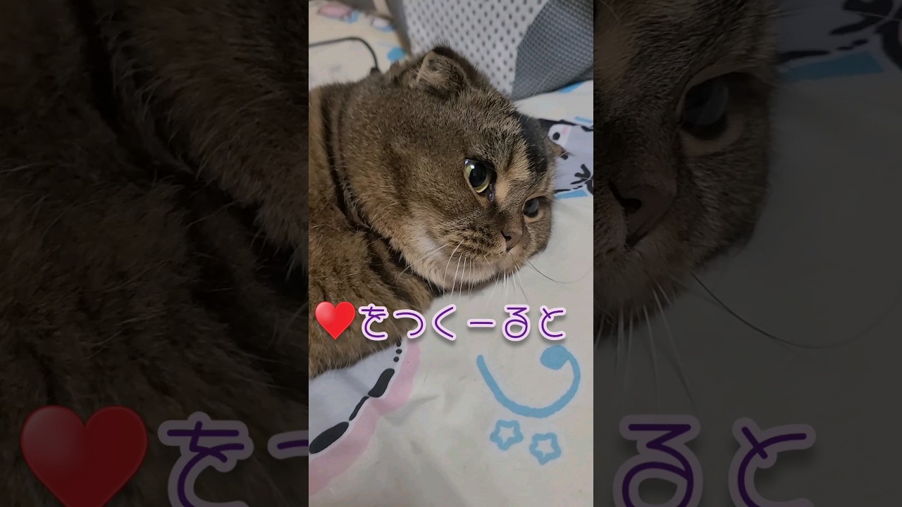 ♥️作ってみた#cat#猫#スコティッシュフォールド#shorts