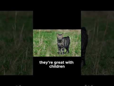 The Unique Manx Cat  No Tail, No Problem!