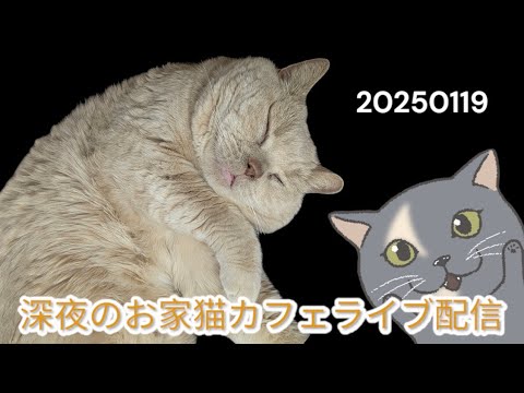 深夜のお家猫カフェライブ配信 ２９３