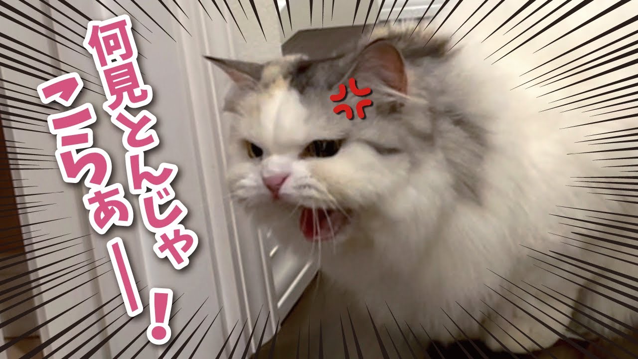 ケンカしてたら最高にダサすぎる事故が起きてしまいました…【関西弁でしゃべる猫】【猫アテレコ】