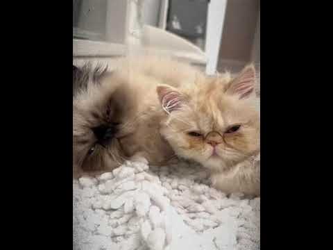 Brighten your morning with this kitten compilation