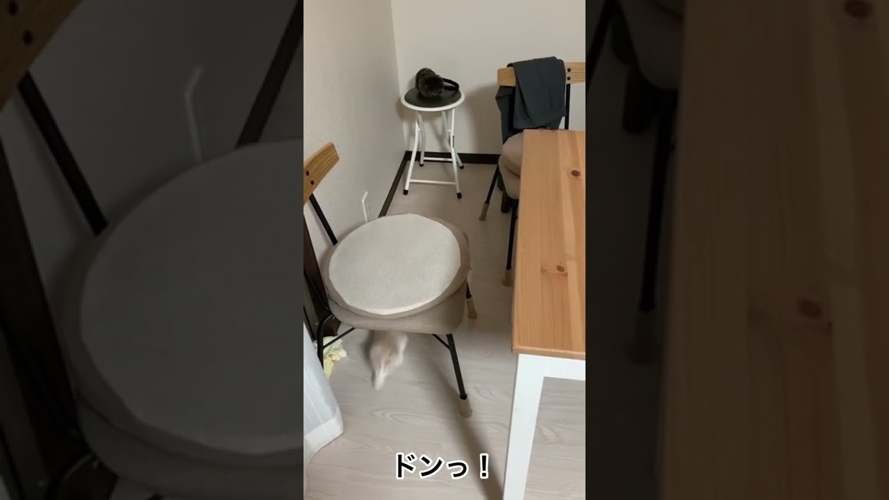 いつでも一等賞　走るの大好き　マンチカンまんじろう