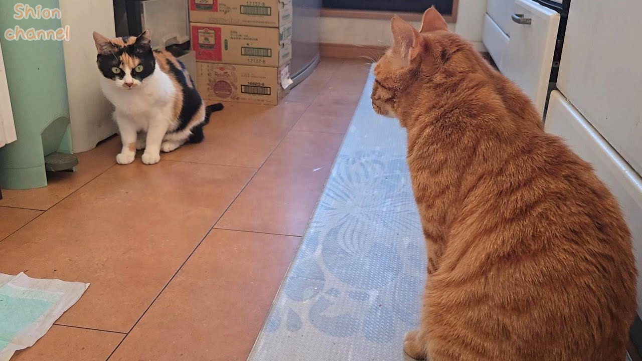 姉猫を怒らせてしまい謝りに行く弟猫