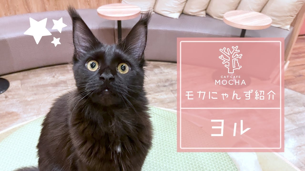 ヨル（メインクーン♀）秋葉原店