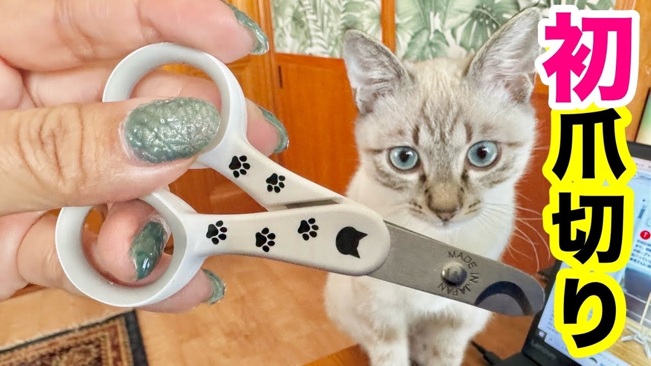初めて爪切りにチャレンジした子猫がこうなりました（保護猫ジルベール）