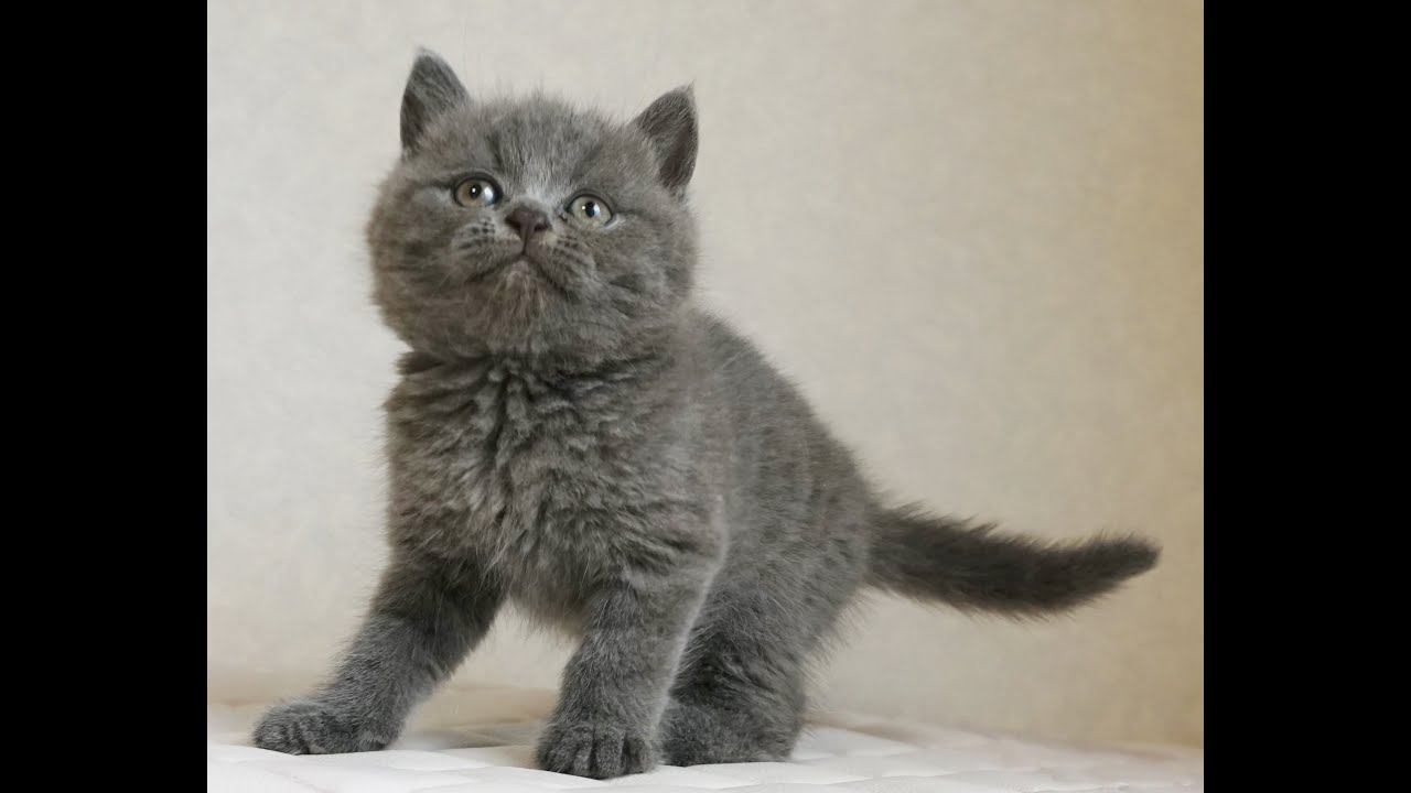 セルカークレックス子猫　Selkirk Rex　2024.12.6産まれ　ブルー　ストレート　男の子　シーダキャット猫のお店