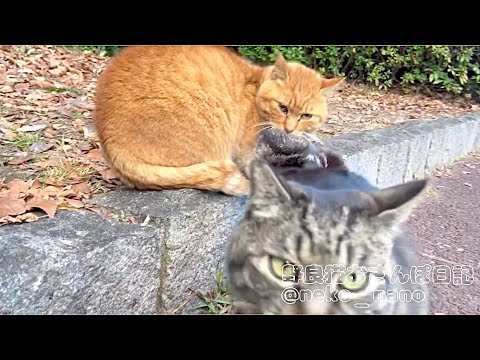 食べてるだけなのに猫パンチされて戸惑うビビリな茶トラ君