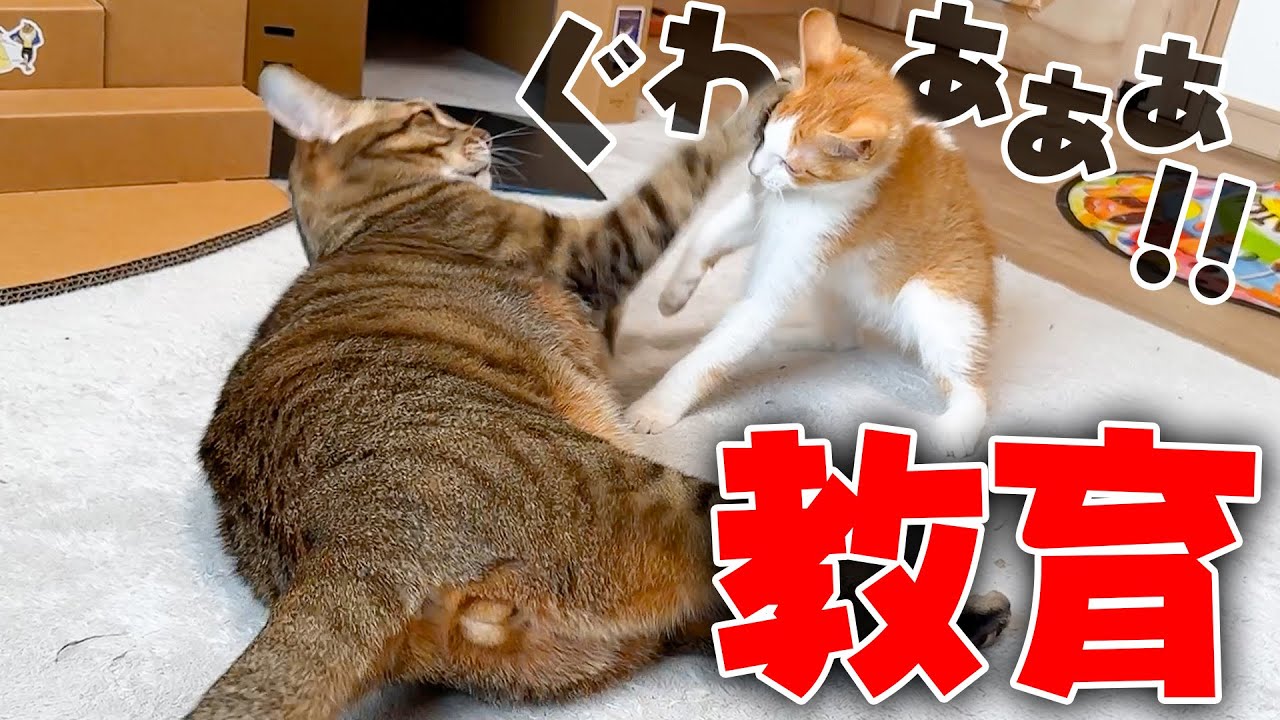 やんちゃ過ぎる子猫がついに先輩猫にボコボコにされて泣き叫んでしまいましたwww