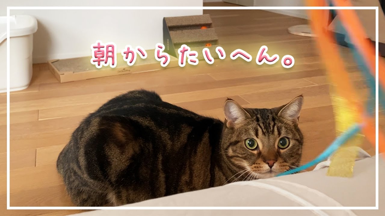 【ほっけ】朝からネコに捕まると大変です…笑【アメショ】#猫