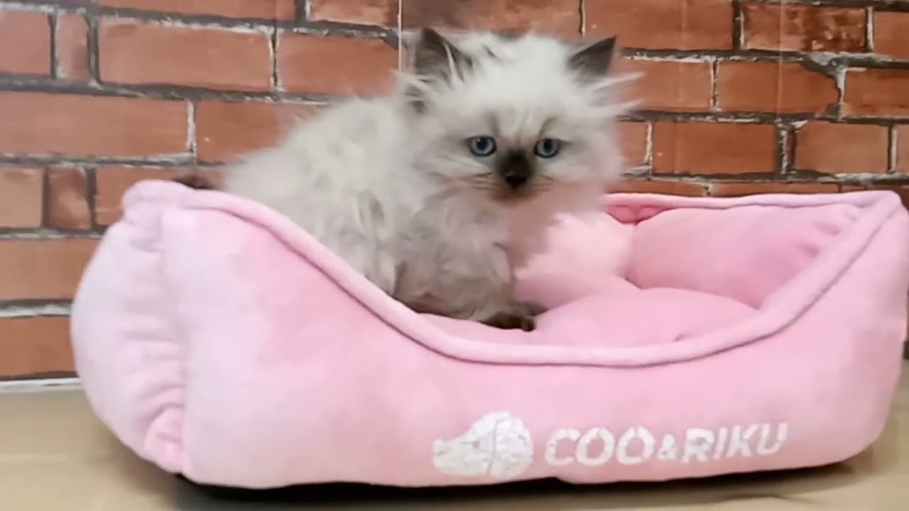 689148 ヒマラヤン