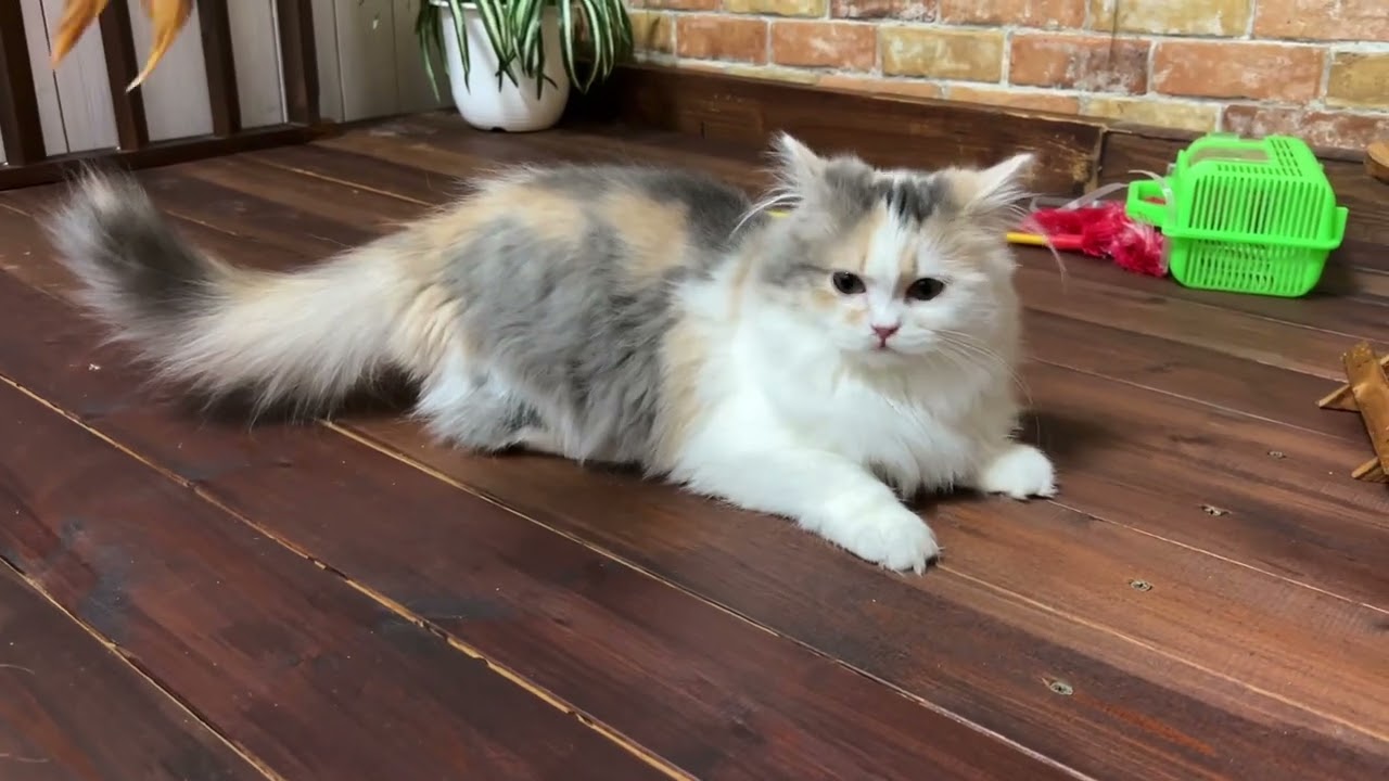 【ナナハチ’s ROOM】ホームセンターでお買い物☆サイベリアン&ボンベイ＆ミヌエット　20240116