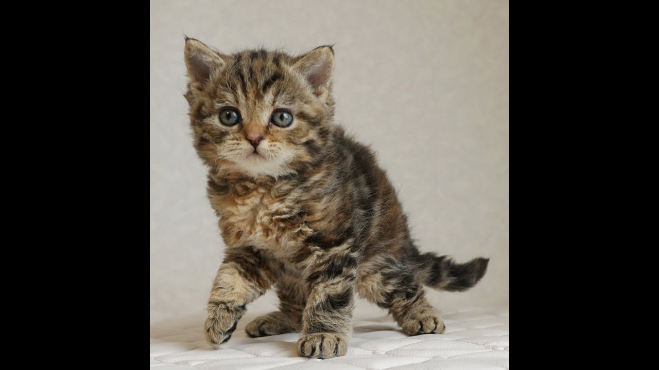 セルカークレックス子猫　Selkirk Rex　2024.12.6産まれ　ブラウンタビー　巻き毛　女の子　シーダキャット猫のお店