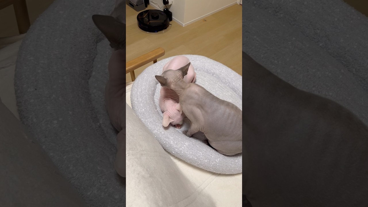 いつも妹に優しい毛のない兄猫【スフィンクス】