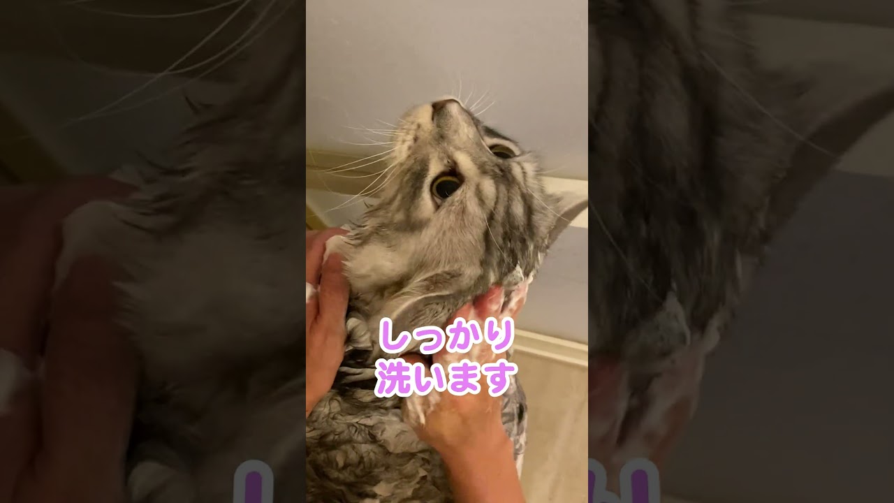 10キロの大型猫も、濡れると小さくなる#メインクーン#shorts