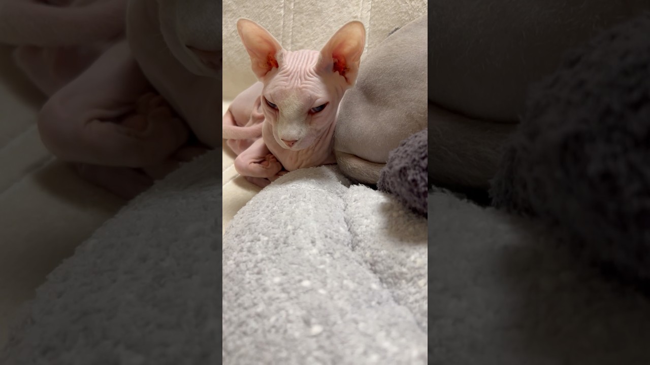 新居に慣れてきた毛のない猫たち【スフィンクス】