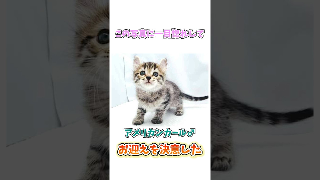 ルーの子猫時代　#ねこ #アメリカンカール