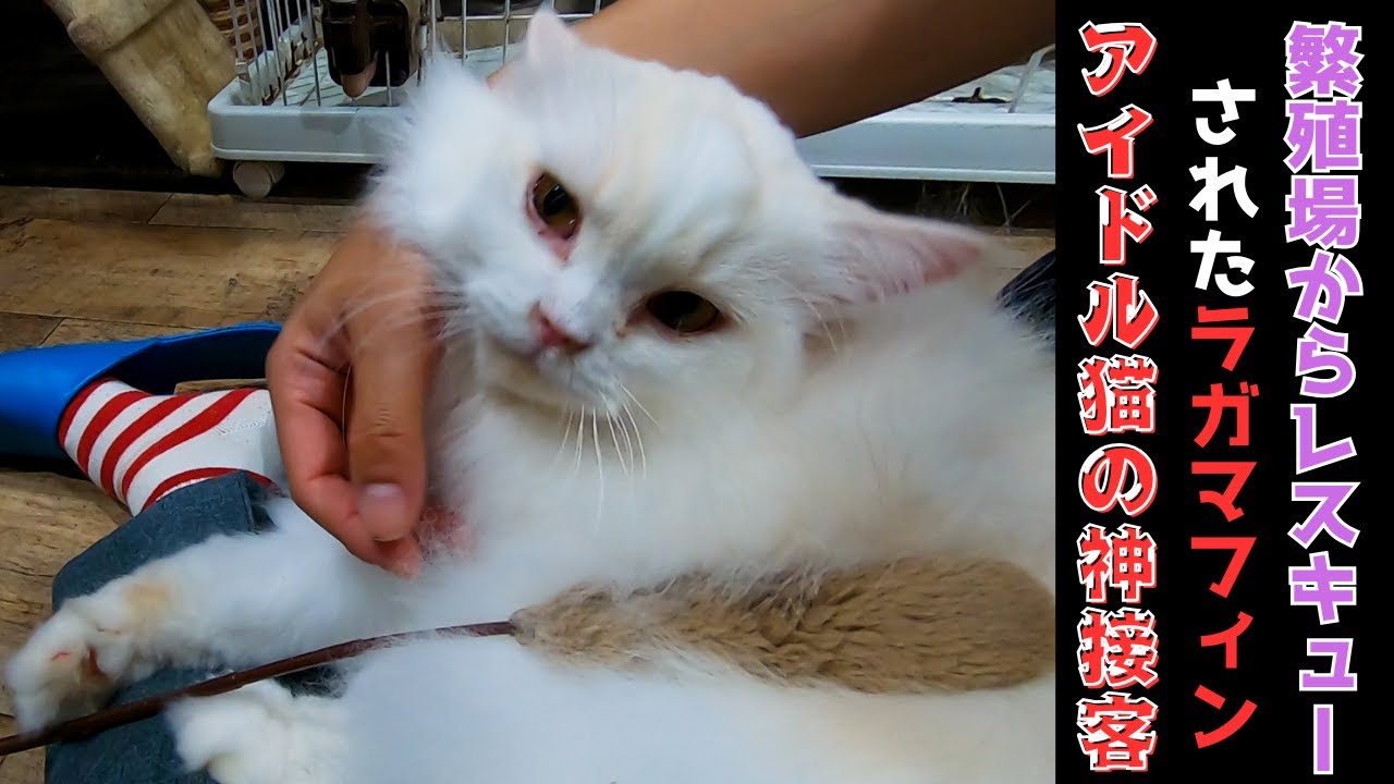 繁殖場からレスキューされたラガマフィンあざとく甘えてアイドル猫に（保護猫カフェ猫の木）　Ragamuffin cat rescued from breeding farm is an idol cat