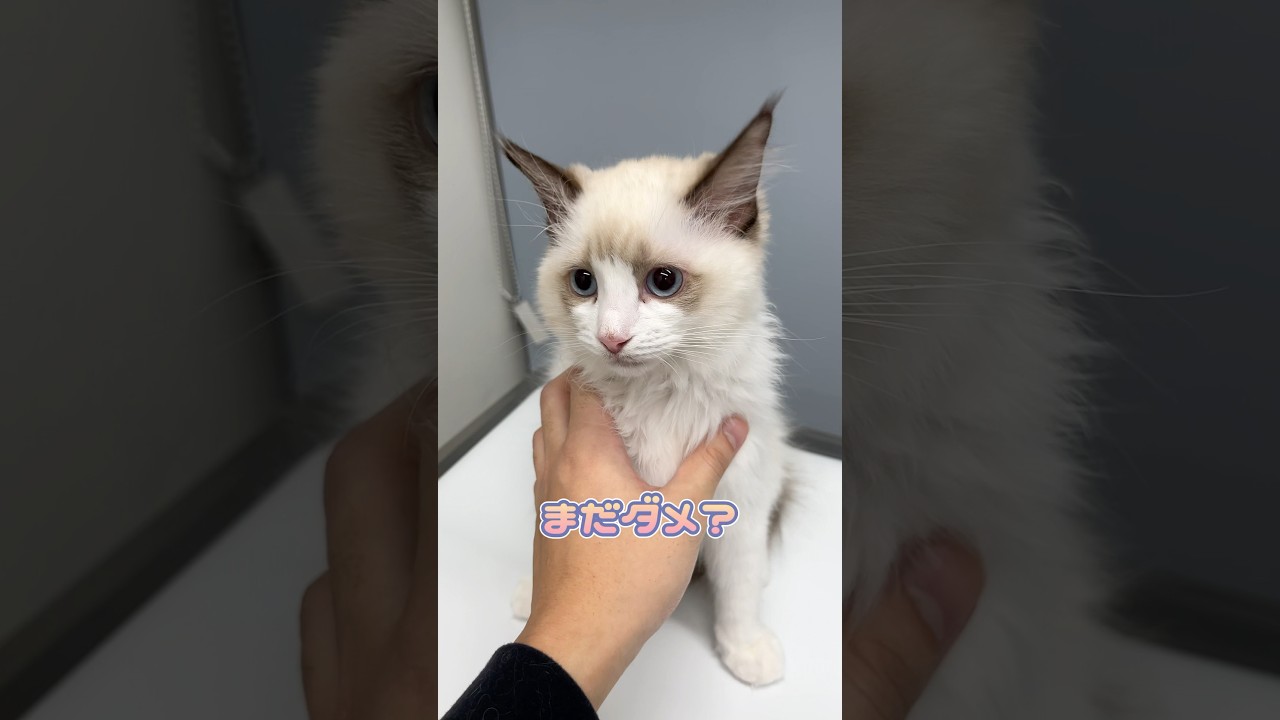 採血されて早く帰りたそうなラグドール