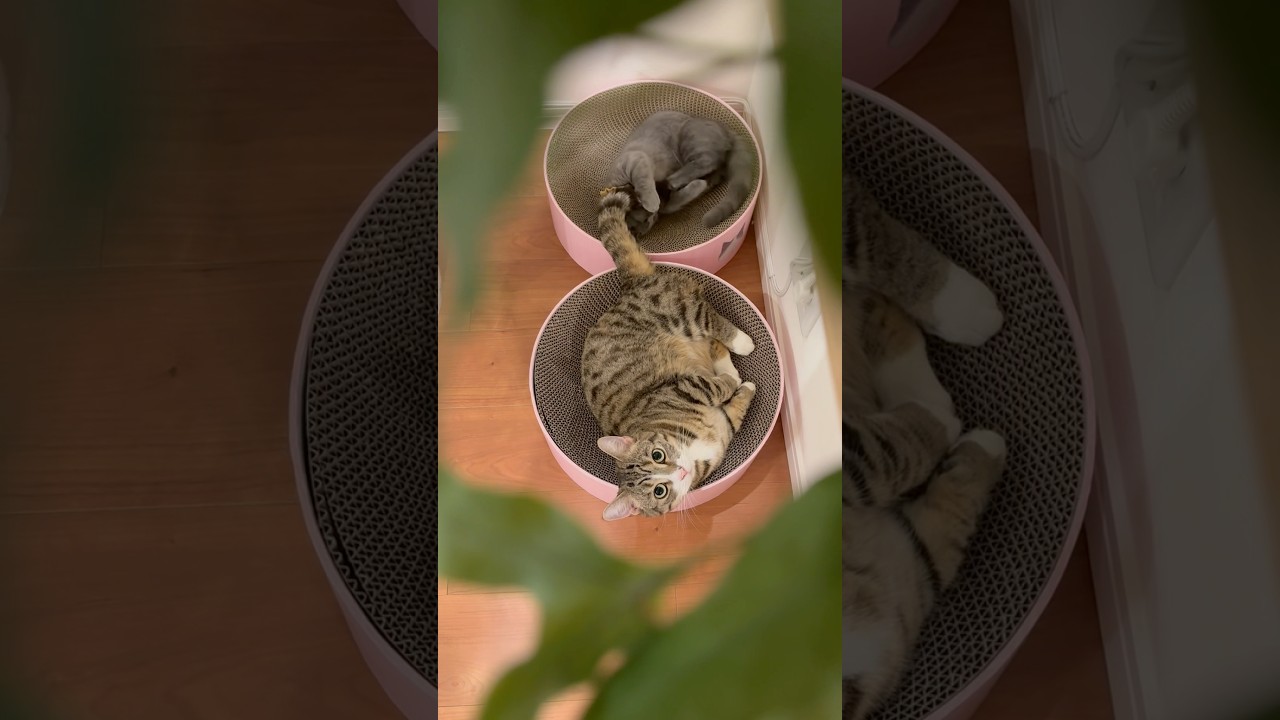 【手抜きじゃらし】#マンチカン#マンチカン短足#マンチカン子猫#ブリマンチ#ブリティッシュショートヘア#茶トラ#キジシロ#子猫#多頭飼い#猫のいる暮らし#チュール#肉球#猫の癖が強い