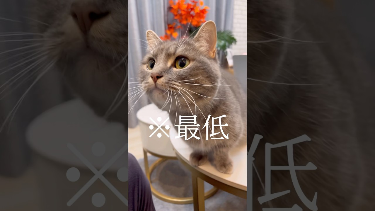 猫にトラップを仕掛けてみた結果...#shorts #猫 #マンチカン部