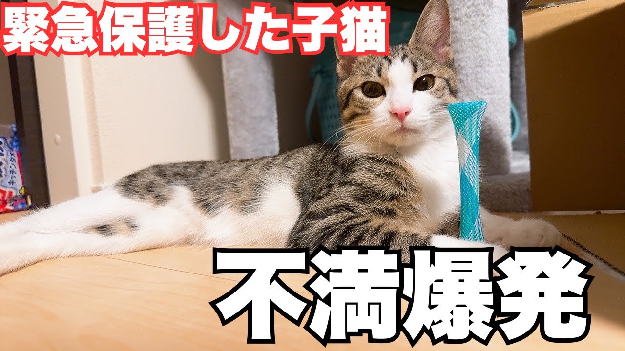 【保護猫】子猫の不満が爆発して激おこ子猫になりました…
