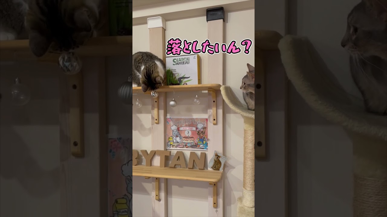 ニャン斗の拳8 #shorts #猫 #アビシニアン