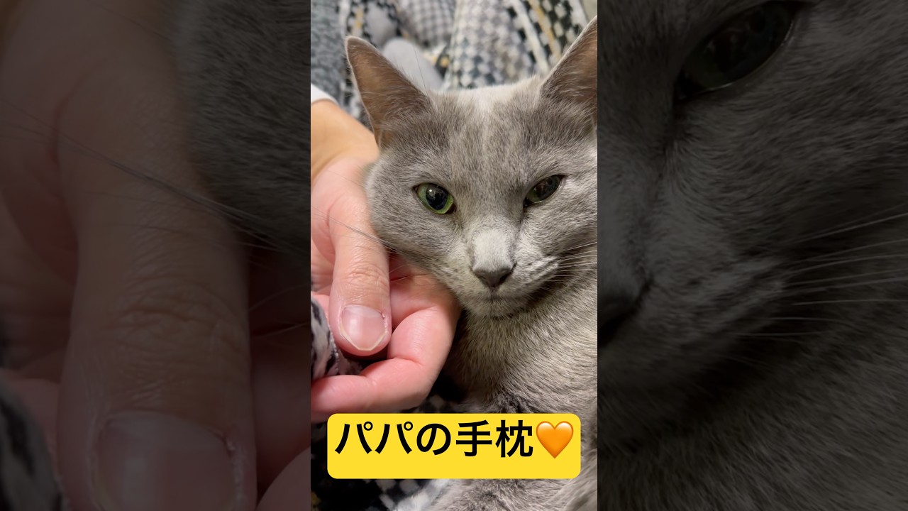 【猫ロシアンブルー】パパの手枕で寛ぐ そらちゃん❤️#shorts